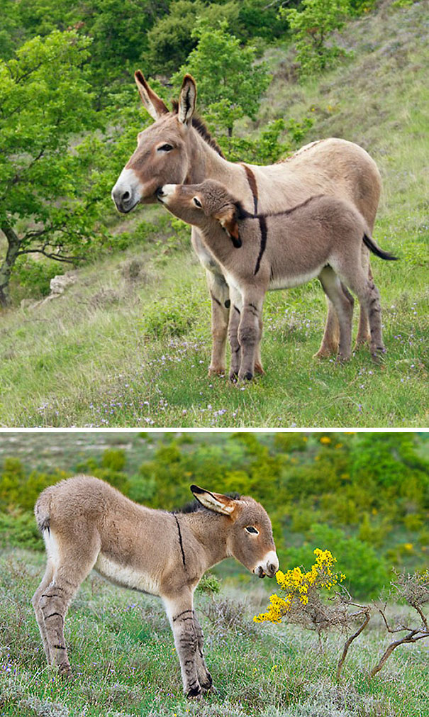 Curious Baby Donkey