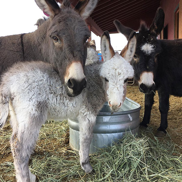 I Am Super Excited To Introduce - Ms. Brayleigh Rose, Coming To Our Farm Next Spring. I Met Her, Mommy And Daddy Today