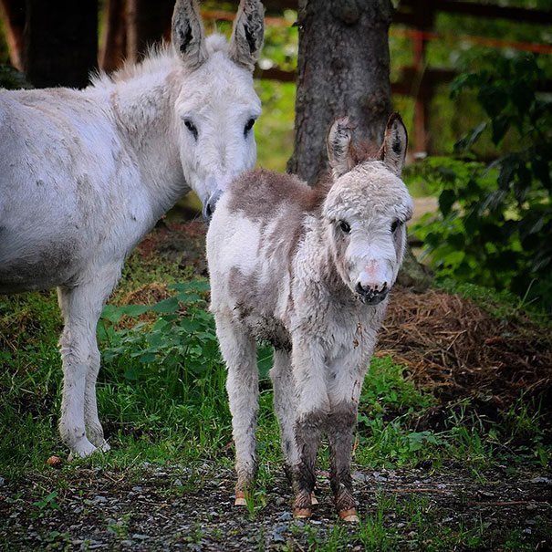 Baby Donkey, Cutest Ever