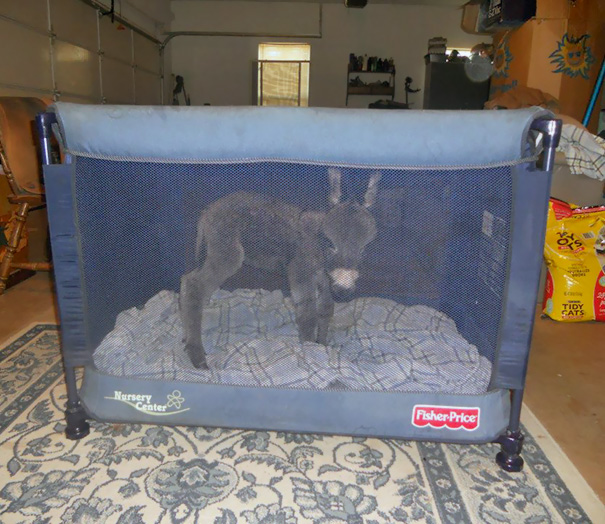 My Friend's Newborn Donkey