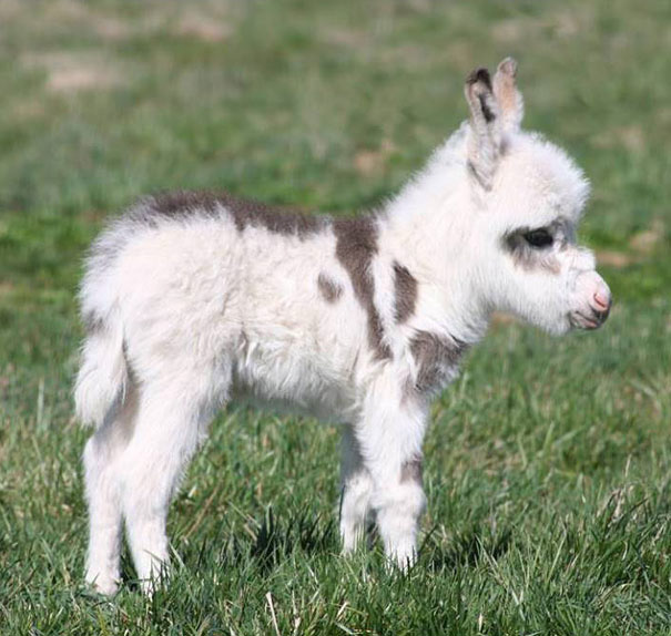 Cute baby donkey standing on grass in a sunny field.