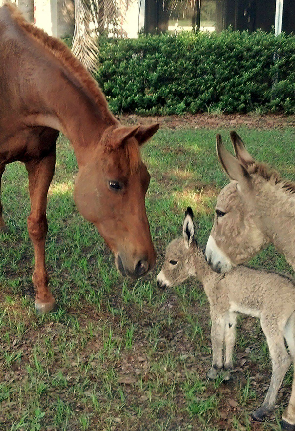Cute baby donkeys interacting with a horse in a grassy area.