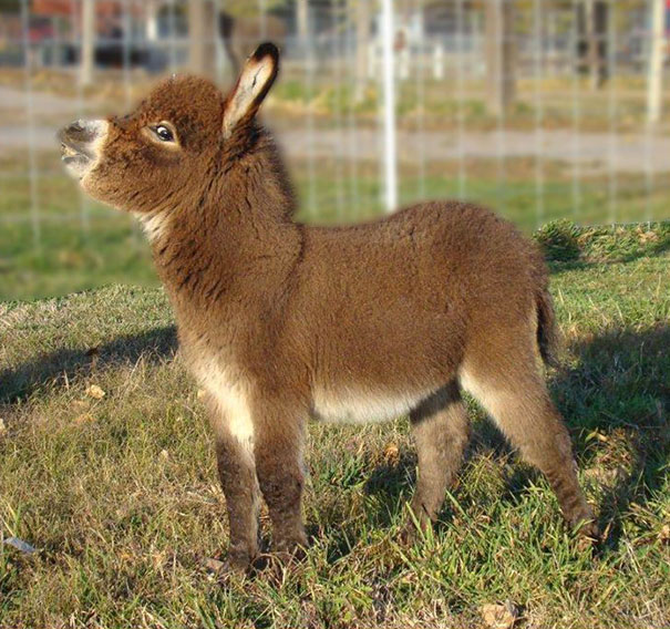 Cute baby donkey standing on grass, looking upward with a curious expression.