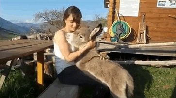Baby Donkey Sébastien Giving Hugs