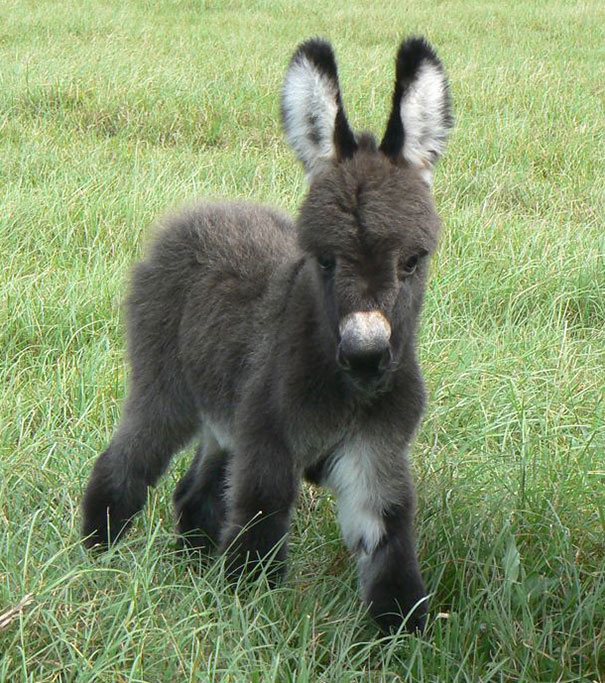Cute baby donkey standing in green grass, looking adorable.
