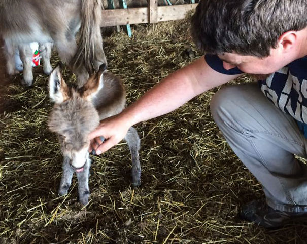 Cute baby donkey being gently petted in a barn setting.