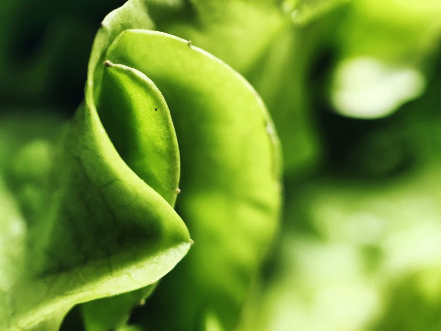 I Make The Unique Macrofood Photo Project Just With An Iphone