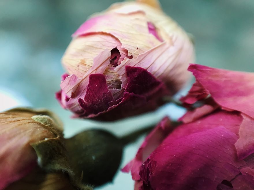 I Make The Unique Macrofood Photo Project Just With An Iphone