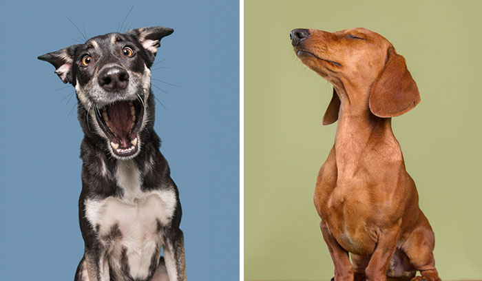 I Photograph Dogs To Show How Unique Every Single Of Them Is