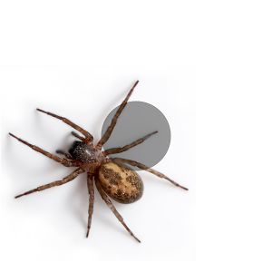 kamaleshwarmorjal avatar