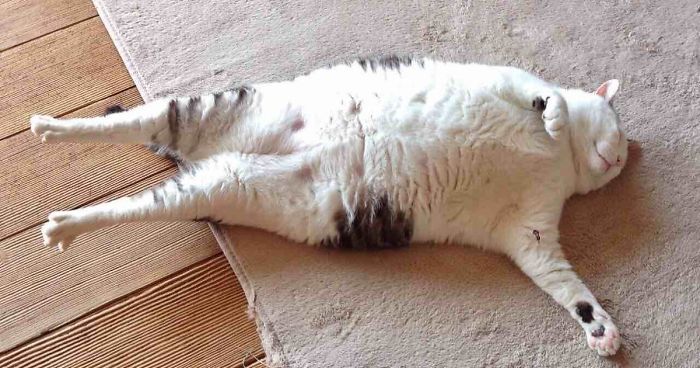 People Are Posting Pics Of Their Cats Stretching, And It’s Hilarious (198 Pics)