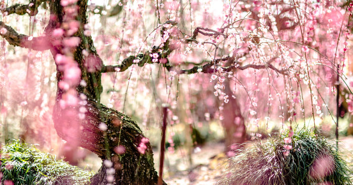 I Captured Plum Trees Blooming In Japan!