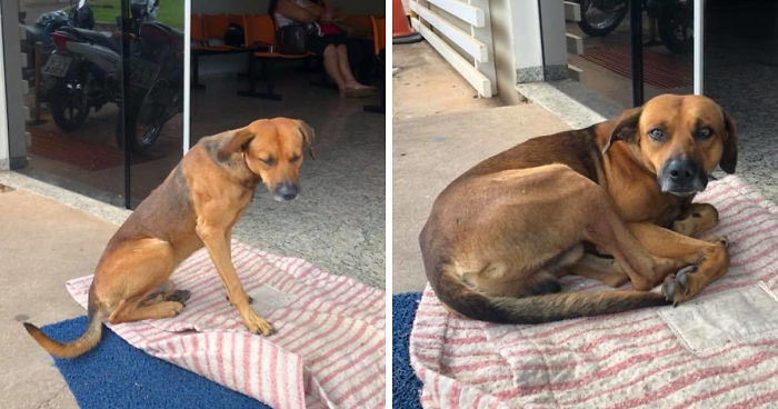 Dog Chases An Ambulance Carrying His Stabbed Owner Who Later Dies, Waits For 4 Months At The Entrance