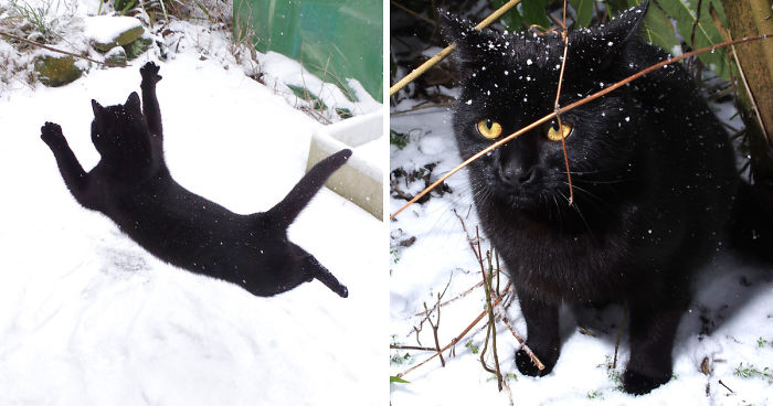Our Neighbour’s Black Cat Came To Our Garden To Play, And Went Crazy In The Snow