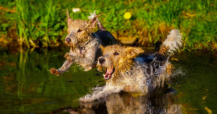 Action Photos With Two Fox Terriers – Diving Dogs
