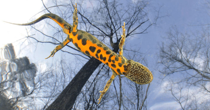 I Spent More Than 5 Years Documenting Endangered River Biodiversity