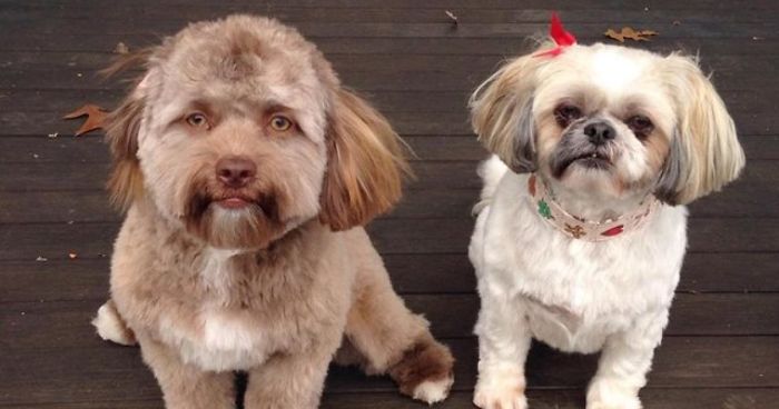 This Dog Has A ‘Human Face’ And It Will Make You More Uncomfortable The Longer You Stare At ItThis Dog Has A ‘Human Face’ And It Will Make You More Uncomfortable The Longer You Stare At It