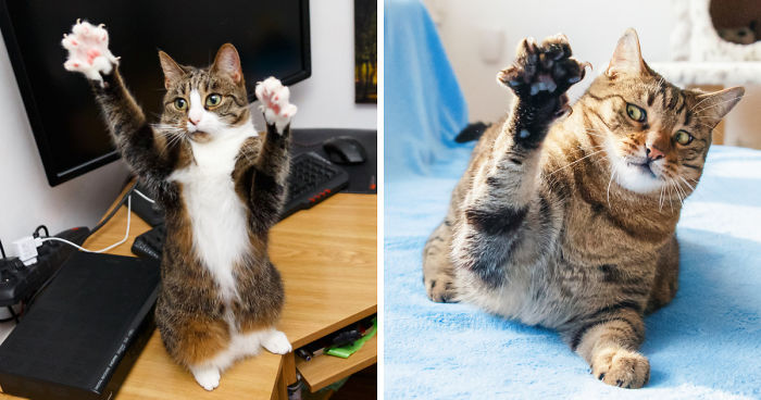 My Favourite Photos With Bobo And Nikita Cats Which I Took In Last Two Years