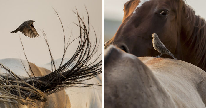 I Photographed The Feathered Guardians Of The Western Prairies