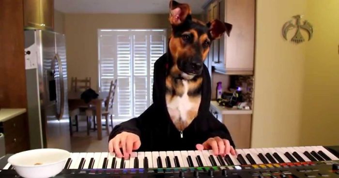 Bella The Dog Has A Unique Talent