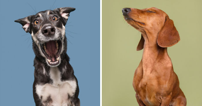 I Photograph Dogs To Show How Unique Every Single Of Them Is