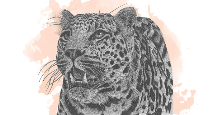 Immortalizing The Most Mortal Of Animals: How I Use My Pen To Keep Species Alive