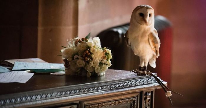 In British Marriage, The Owl Was Supposed To Bring The Rings To The Newlyweds, But She Had Other Plans For One Of The Guests