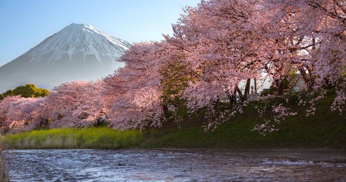 Beauty Of Blooming Sakuras Captured In Gorgeous Pictures