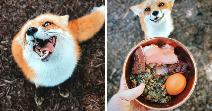Here’s What It’s Like To Live With Juniper The World’s Happiest Fox