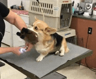 Her Stuffed Toy Is All She Needs To Have The Courage