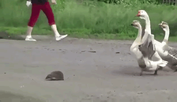 It's All Too Easy For Hedgehogs To Come A Cropper On The Roads. Luckily, This One Has Some Helpful Goose Friends To Alert Passing Traffic