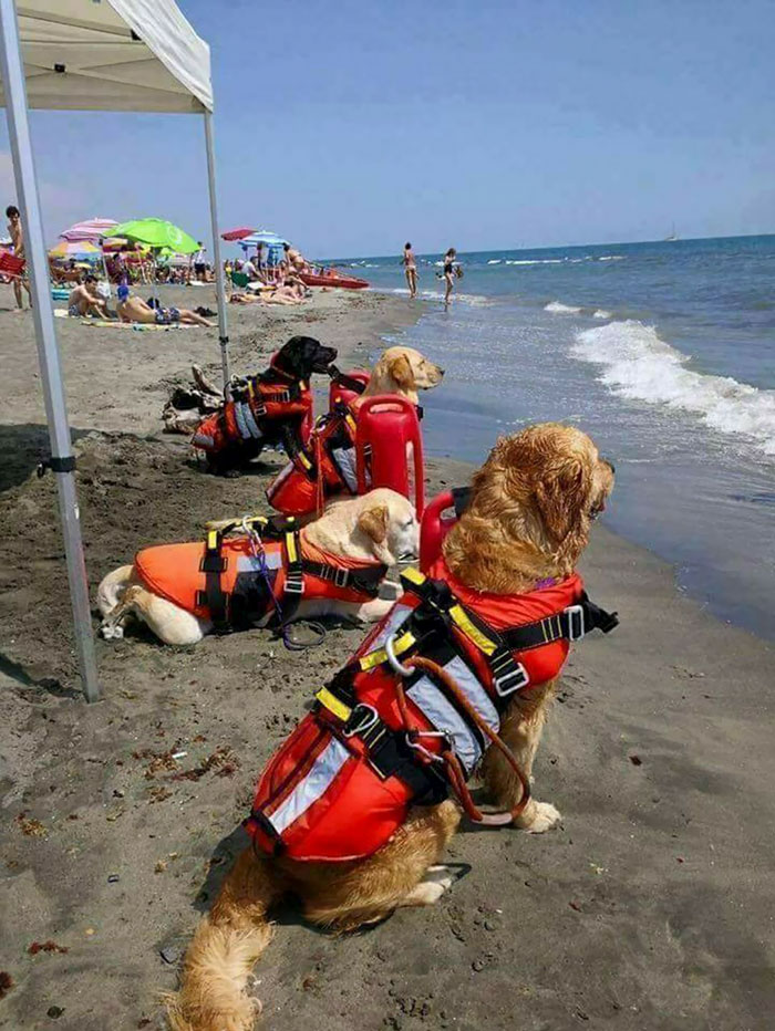 Lifeguard Doggos In Croatia