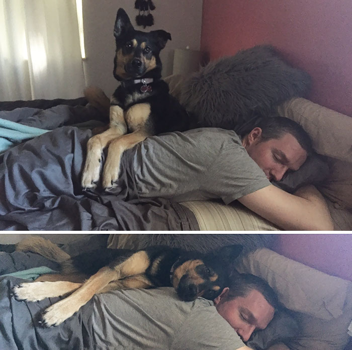 When Your Human Works Nights But You Love Him So You Go Back To Bed Every Morning When He Gets Home