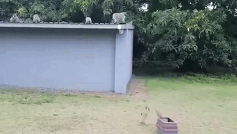 A Wild Young Monkey Is Welcomed Back By His Family When He Is Released After 3 Weeks Of Treatment For A Leg Injury