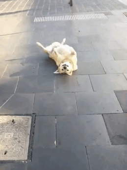 Dog Lies Down In The Middle Of The Sidewalk So She Can Ask For Belly Rubs From Every Passerby
