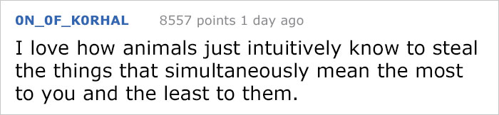 Guy Gets Too Close To Wild Fox While Snapchatting It, And Now He Wishes He Hadn't