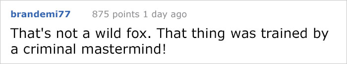 Guy Gets Too Close To Wild Fox While Snapchatting It, And Now He Wishes He Hadn't