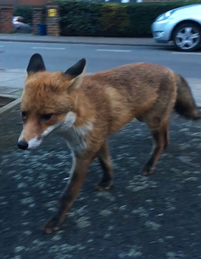 Guy Gets Too Close To Wild Fox While Snapchatting It, And Now He Wishes He Hadn't Guy Gets Too Close To Wild Fox While Snapchatting It, And Now He Wishes He Hadn't