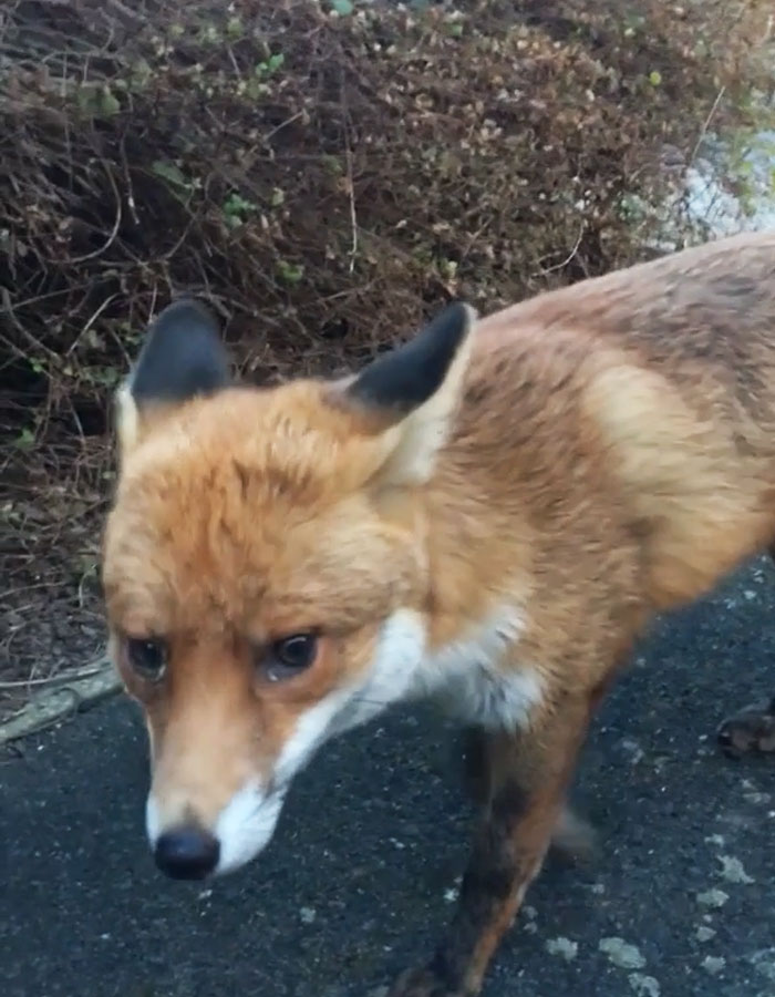 Guy Gets Too Close To Wild Fox While Snapchatting It, And Now He Wishes He Hadn't Guy Gets Too Close To Wild Fox While Snapchatting It, And Now He Wishes He Hadn't