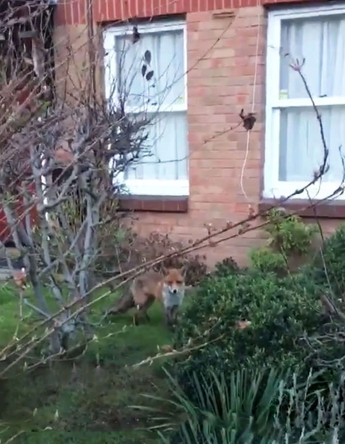 Guy Gets Too Close To Wild Fox While Snapchatting It, And Now He Wishes He Hadn't Guy Gets Too Close To Wild Fox While Snapchatting It, And Now He Wishes He Hadn't