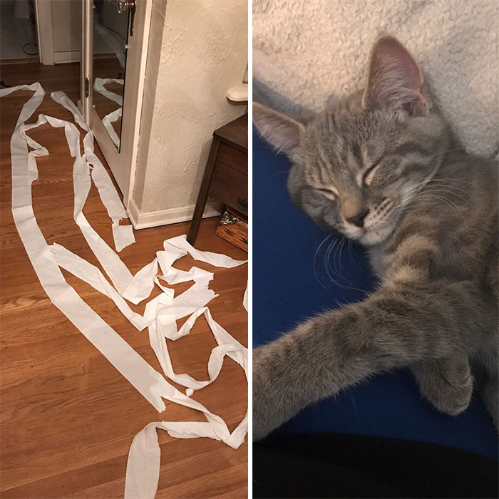 First Time Owning A Kitten - Didn't Know They Really Did This Stuff