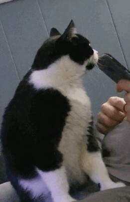 Get A Cat, They Said... It'll Be Fun...