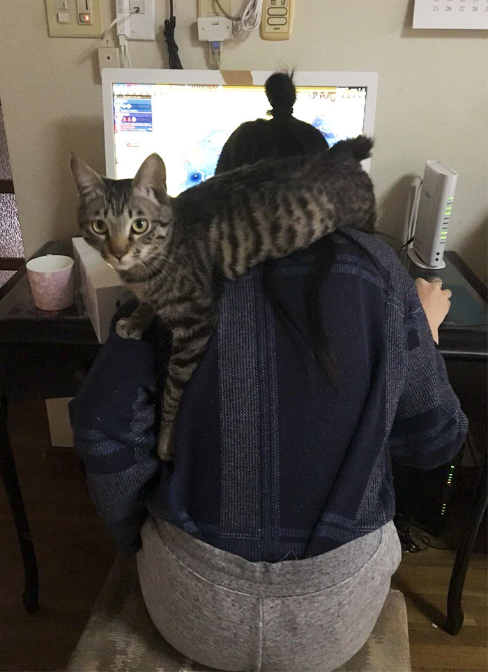 Let Me Quickly Disturb This Hooman