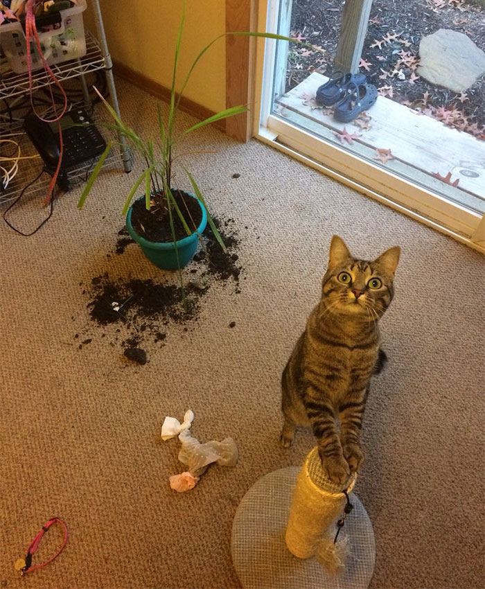 Surely You Don't Think I Did This?