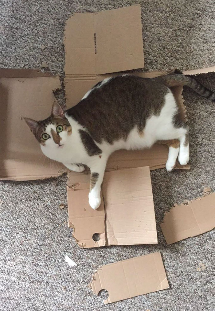 My Cat Is Very Proud Of Herself For Destroying This Shoebox