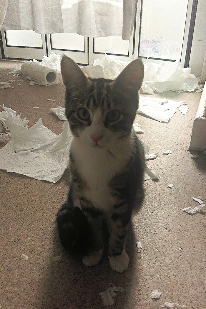 My Cat Is An Adorable Asshole