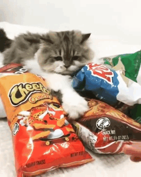 Cat Starves Owner To Death