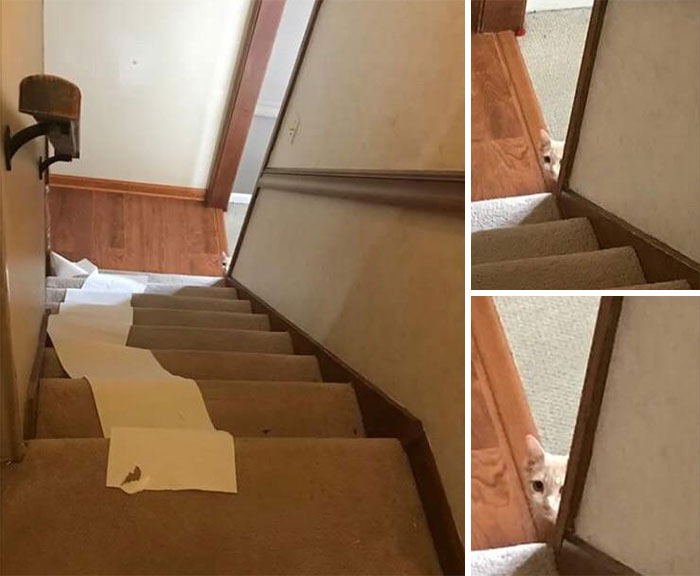 Gee Wonder Who Got To The Paper Towel..??