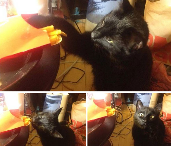 High After The Vet, Caught Stealing French Fries