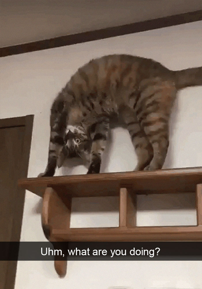 Funny-Cats-Photos-Snapchats